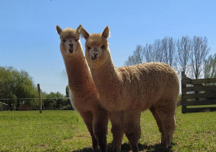 Bed and Breakfast Domaine Ramonjavel, Glamping & Alpaca'S Fongrave Екстер'єр фото
